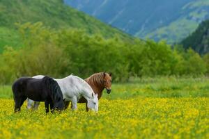 branco, Preto e Castanho cavalo em campo do amarelo flores foto