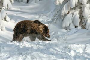 adulto Castanho Urso dentro frio tempo. animal dentro selvagem inverno natureza foto