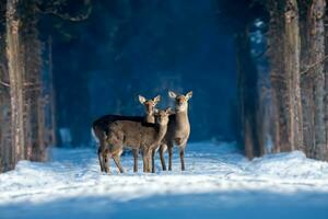 três ovas veados dentro a inverno floresta. animal dentro natural habitat foto