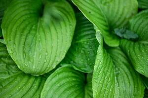 hosta , hospedeiros, bananeira lírios, giboshi prospera dentro a Primavera jardim com Está exuberante verde folhagem. foto