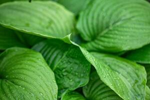 hosta plantar características verde folhas, fazer isto uma perfeito Adição para tropical jardins com Está exuberante folhagem. foto