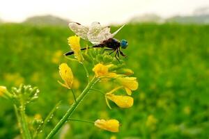 lindo libélula em mostarda flor foto