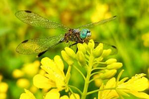 lindo libélula em mostarda flor foto