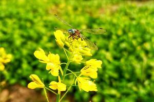 lindo libélula em mostarda flor foto