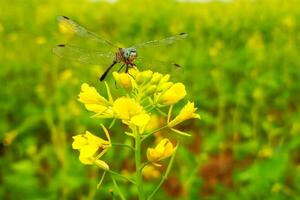 lindo libélula em mostarda flor foto