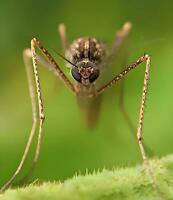 lindo escarlate libélula fotografia, lindo libélula em natureza, macro fotografia, lindo natureza foto