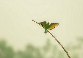 pássaro fotografia, pássaro foto, a maioria lindo pássaro fotografia, natureza fotografia foto