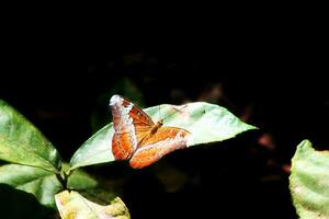 monarca, lindo borboleta fotografia, lindo borboleta em flor, macro fotografia, lindo natureza foto