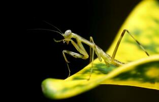 lindo escarlate libélula fotografia, lindo libélula em natureza, macro fotografia, lindo natureza foto