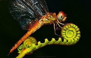 lindo escarlate libélula fotografia, lindo libélula em natureza, macro fotografia, lindo natureza foto