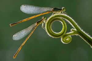 lindo escarlate libélula fotografia, lindo libélula em natureza, macro fotografia, lindo natureza foto