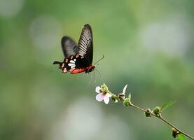 monarca, lindo borboleta fotografia, lindo borboleta em flor, macro fotografia, lindo natureza foto