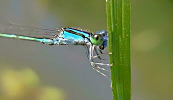 lindo escarlate libélula fotografia, lindo libélula em natureza, macro fotografia, lindo natureza foto