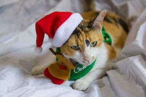 gato dentro santa claus chapéu Natal inverno engraçado dia foto