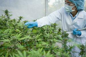 pesquisadores pesquisa e registro dados a partir de cannabis plantas em cânhamo fazendas. médico maconha, cbd e cerquilha óleo, conceito do ervas alternativo medicamento, cbd óleo, farmaceutico indústria foto