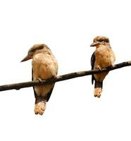 kookaburra pássaros em branco foto