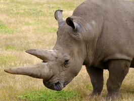 rinoceronte dentro natureza foto