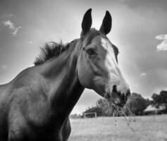 a cavalo retrato foto