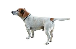 jack russell terrier cachorro isolado foto