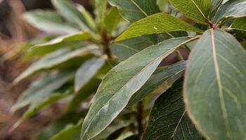 ai gerado uma fechar acima do uma plantar com verde folhas foto