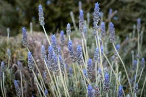 florescendo lavanda flores crescendo dentro Prado dentro interior. lindo natureza cenário fotografia. foto