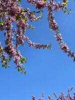 ramo do florescendo árvore em uma azul céu fundo foto