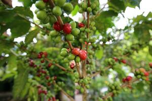 café árvore com cru arábica café feijão dentro café plantação foto