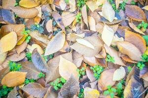 natural protetor de tela e fundo com outono tema e sazonal cores panorama foto