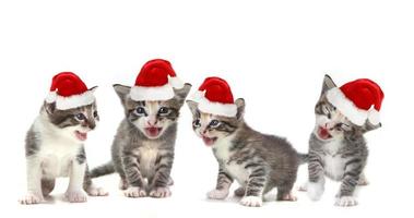 cantando gatinhos de natal com chapéu vermelho foto