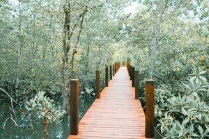 de madeira ponte para passarela dentro a mangue natureza estude caminho floresta foto