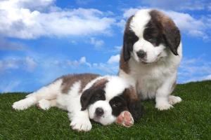 retrato de cachorros são bernardo foto