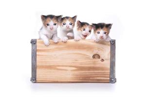 linda caixa de gatinhos para adoção foto