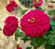 vermelho flor fotografia foto