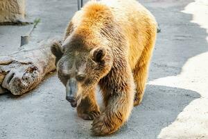 Castanho Urso dentro a cidade jardim zoológico foto