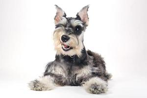 cachorrinho schnauzer miniatura fofo em fundo branco foto