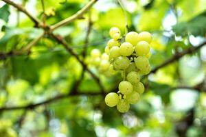 cachos do maduro verde uvas dentro a Vinhedo campo. foto