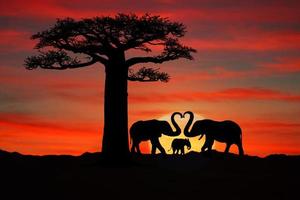 bela silhueta de elefantes africanos ao pôr do sol foto