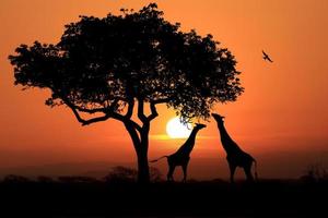 grandes girafas da África do Sul ao pôr do sol na África foto
