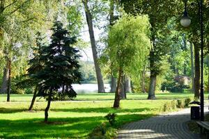 verde árvores dentro a cidade parque foto