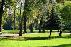 verde árvores dentro a cidade parque foto