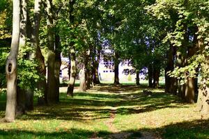 verde árvores dentro a cidade parque foto