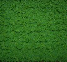 ai gerado verde folha parede textura fundo. verde folha parede textura. verde folha parede fundo. foto