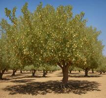 ai gerado Oliva Arvoredo dentro a campo do Andaluzia, Espanha foto