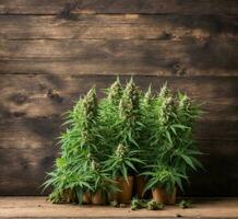 ai gerado cannabis plantas dentro uma Panela em uma de madeira fundo. medicinal indica com cbd. foto