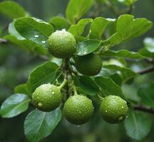 ai gerado verde bergamota frutas em a árvore com orvalho gotas foto