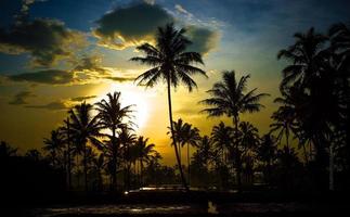 a beleza da vista das palmeiras e do rio nos arrozais foto