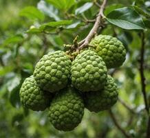 ai gerado bergamota ou kaffir Lima fruta em árvore foto