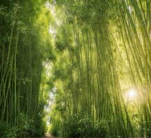 ai gerado bambu floresta com luz solar dentro a manhã. lindo natureza fundo. foto