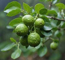 ai gerado verde bergamota frutas em a árvore com orvalho gotas foto