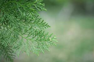 fechar-se fresco verde galhos Thuja galhos borrão fundo, pinho árvore foto